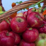 «Какие инновации нужны яблоневым садам?»